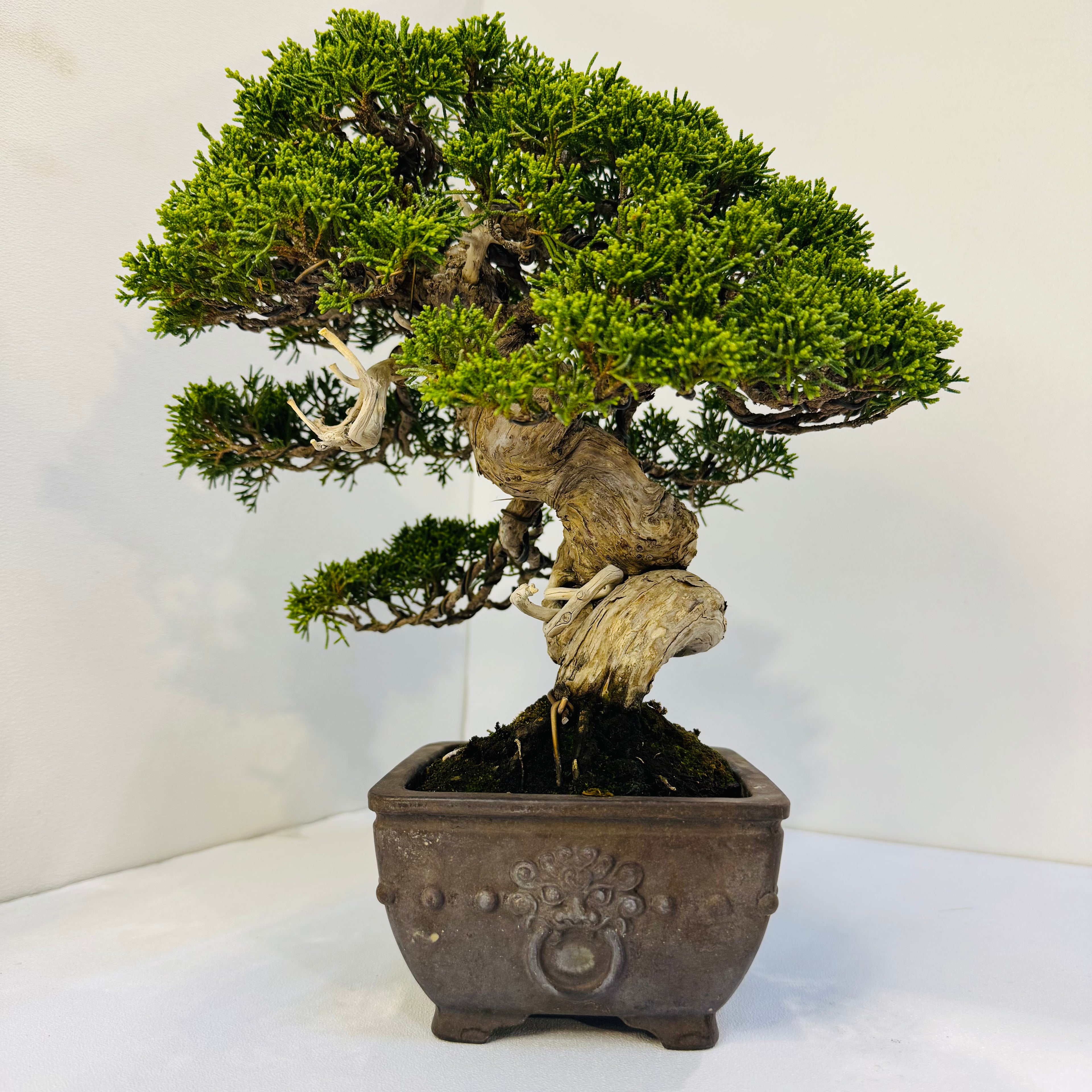 45-Year Old Juniper Bonsai Tree Hand Trained Living Art in Ceramic Pot