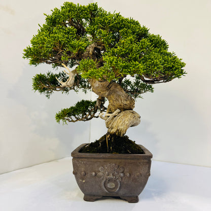 45-Year Old Juniper Bonsai Tree Hand Trained Living Art in Ceramic Pot