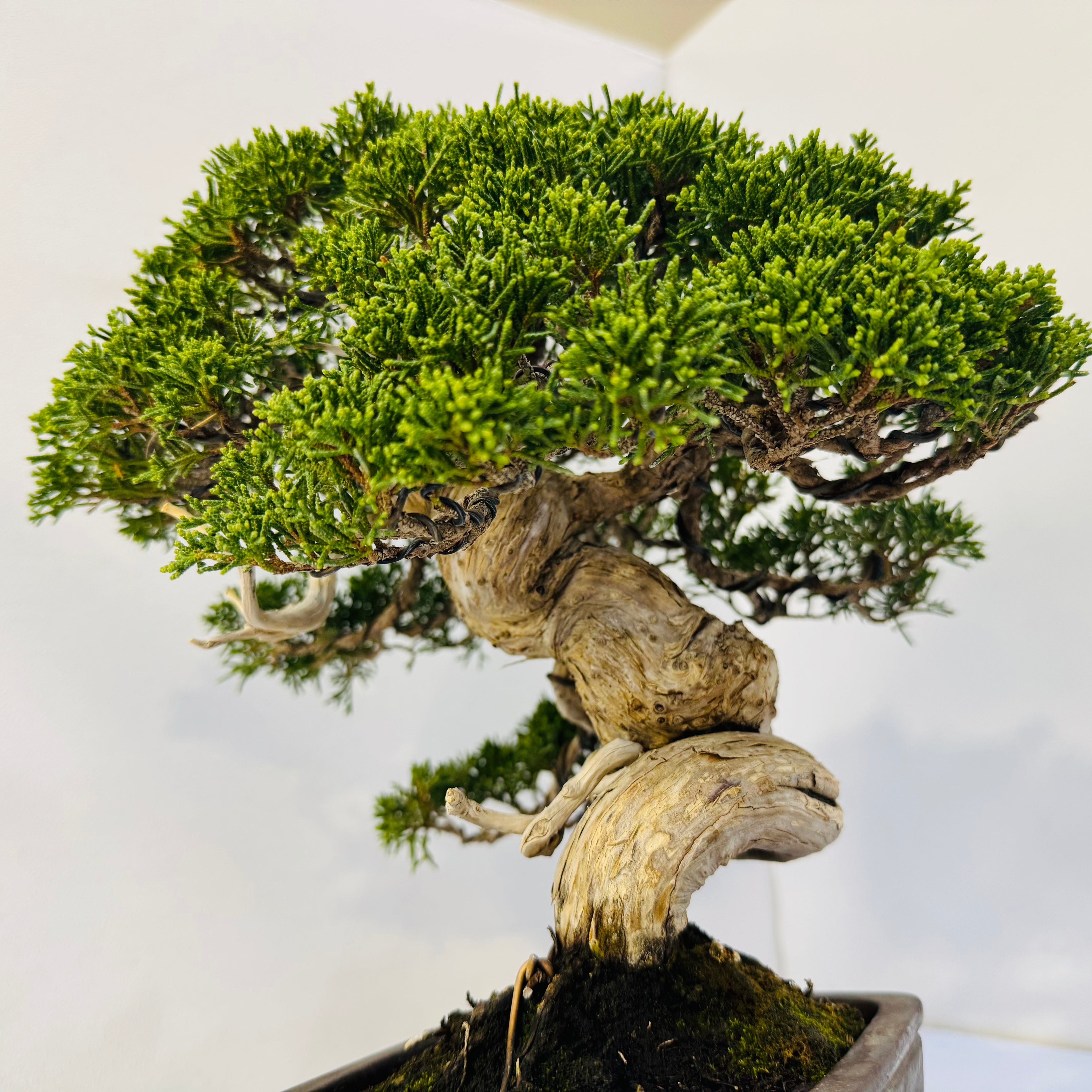 45-Year Old Juniper Bonsai Tree Hand Trained Living Art in Ceramic Pot