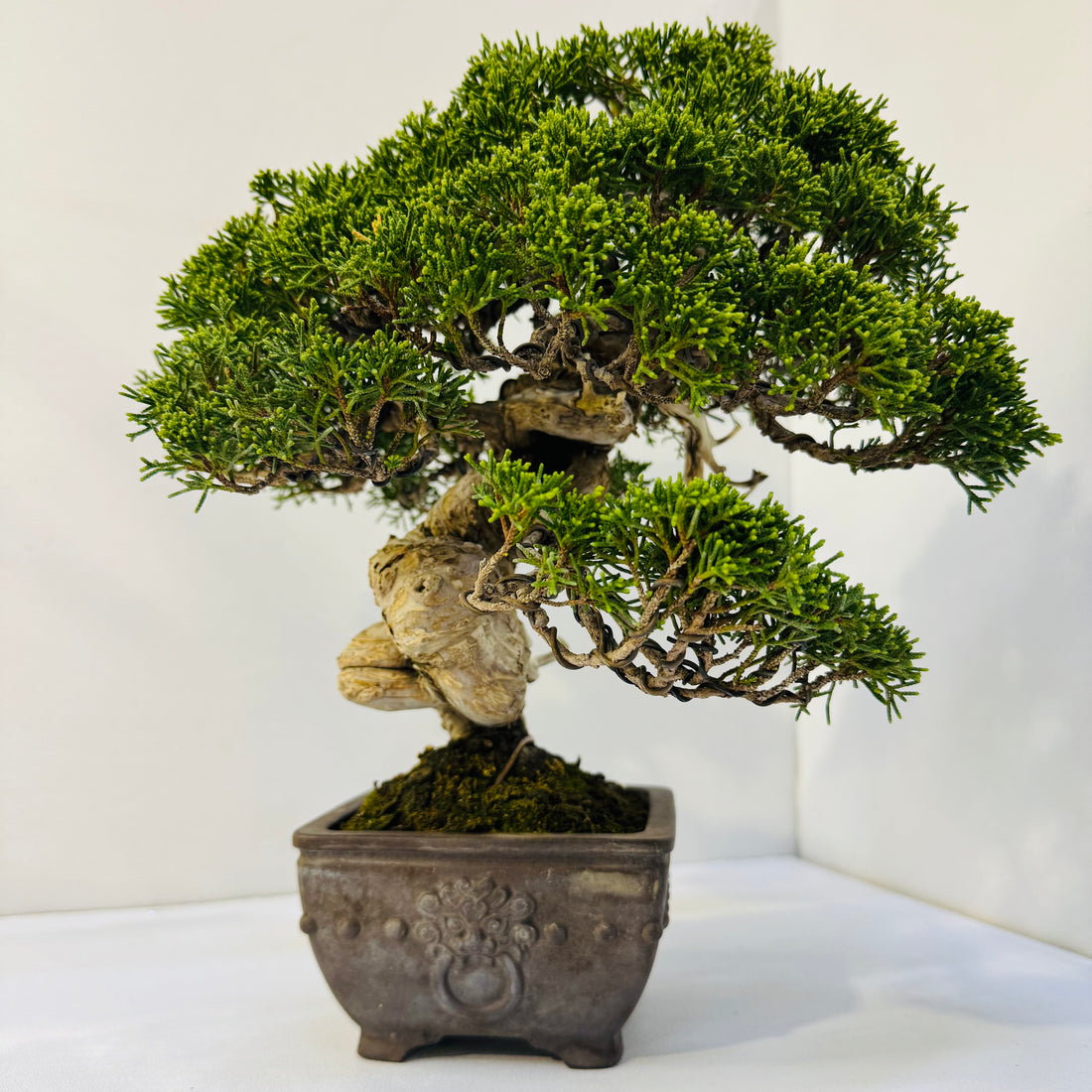 45-Year Old Juniper Bonsai Tree Hand Trained Living Art in Ceramic Pot