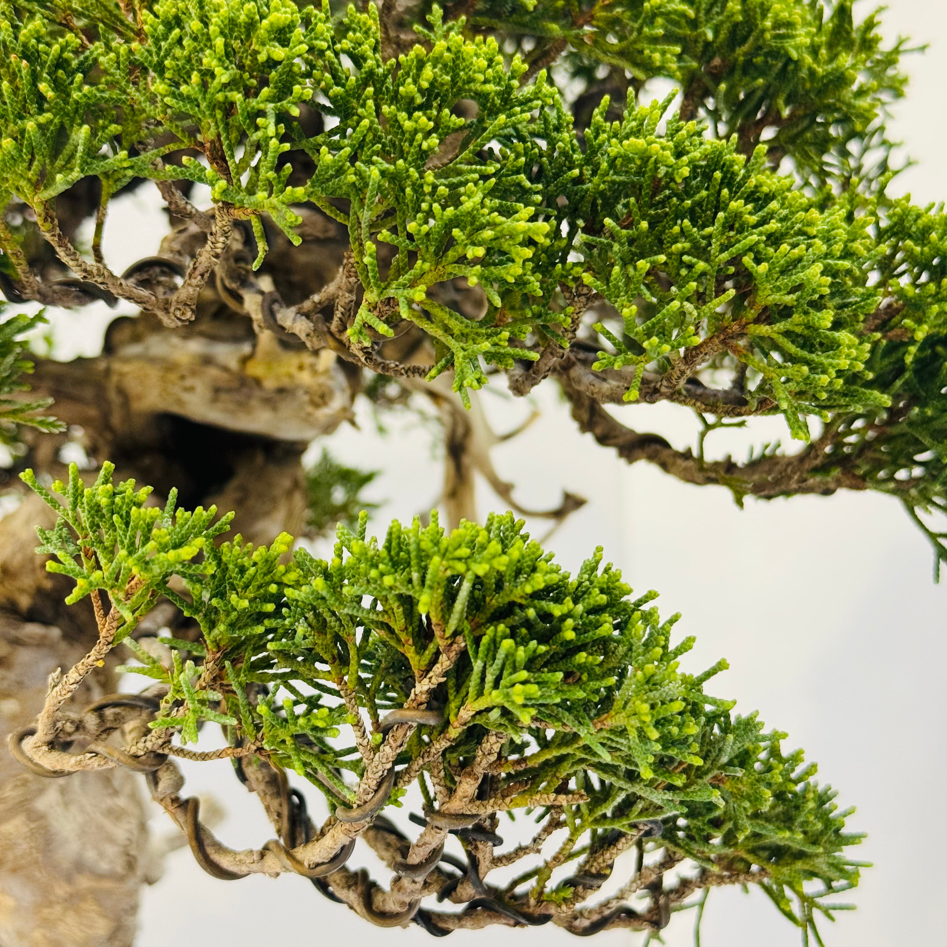 45-Year Old Juniper Bonsai Tree Hand Trained Living Art in Ceramic Pot