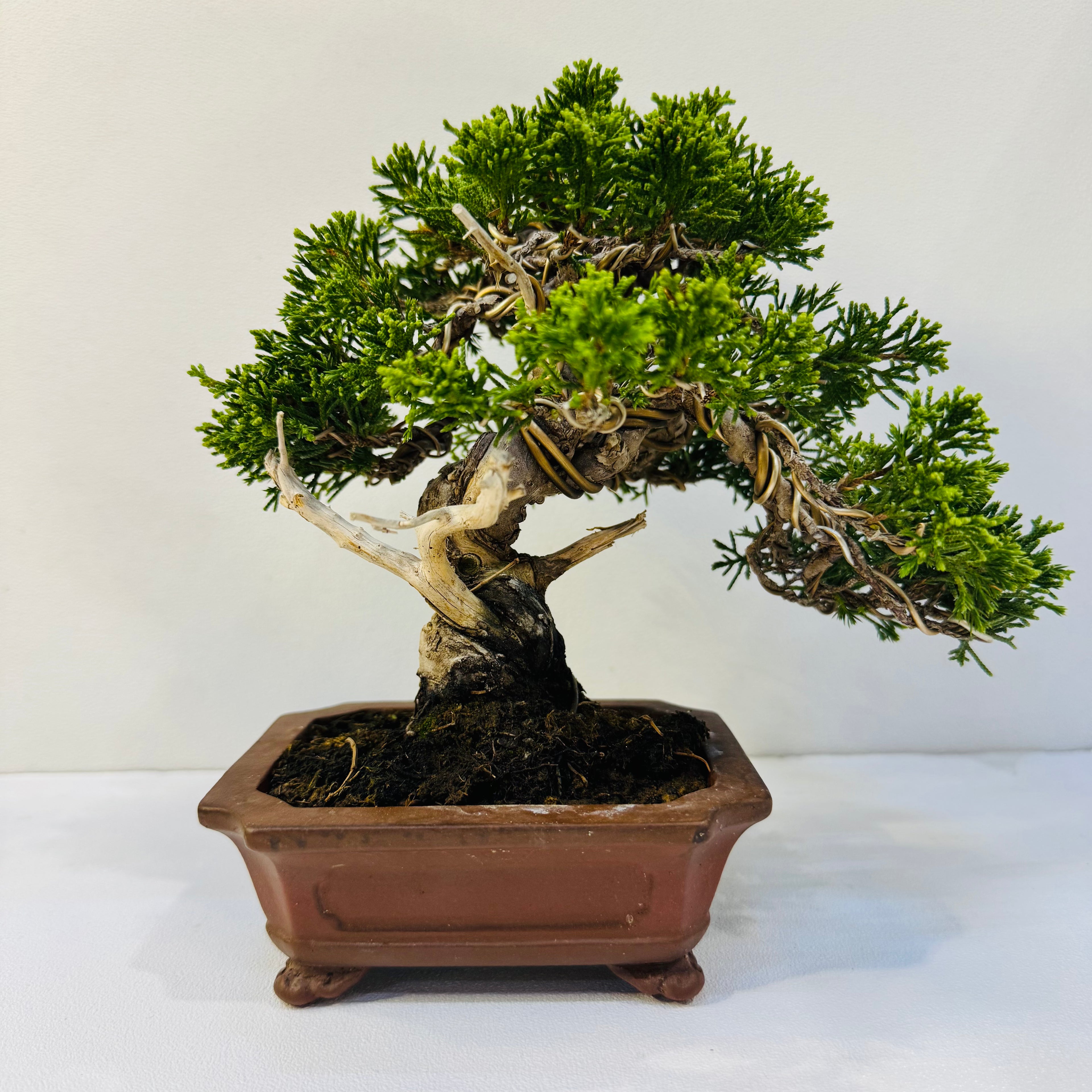 30-Year-Old Juniper Bonsai Tree – Museum-Quality Hand-Trained Living Art in Ceramic Pot
