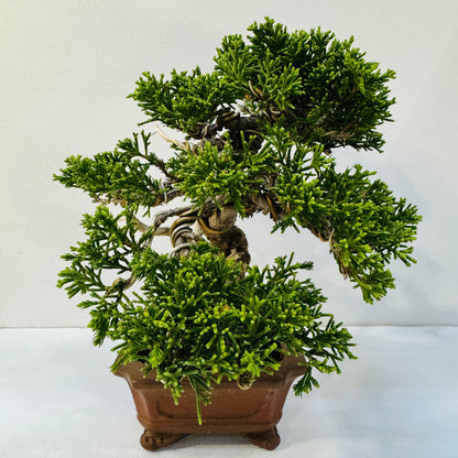 30-Year-Old Juniper Bonsai Tree – Museum-Quality Hand-Trained Living Art in Ceramic Pot