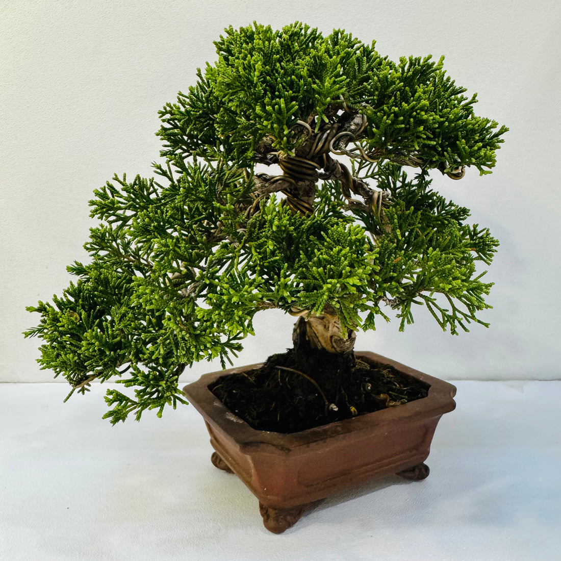 30-Year-Old Juniper Bonsai Tree – Museum-Quality Hand-Trained Living Art in Ceramic Pot