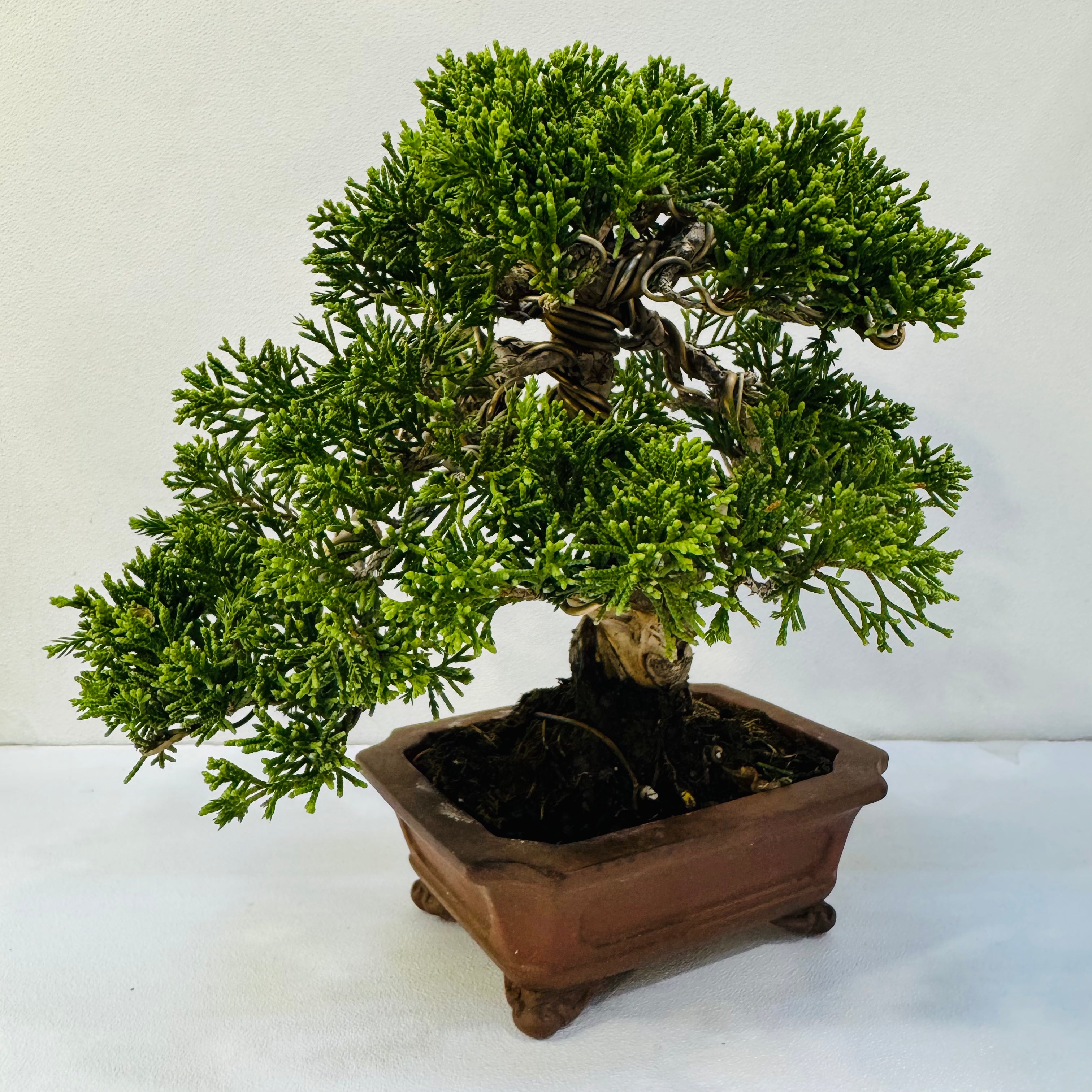 30-Year-Old Juniper Bonsai Tree – Museum-Quality Hand-Trained Living Art in Ceramic Pot