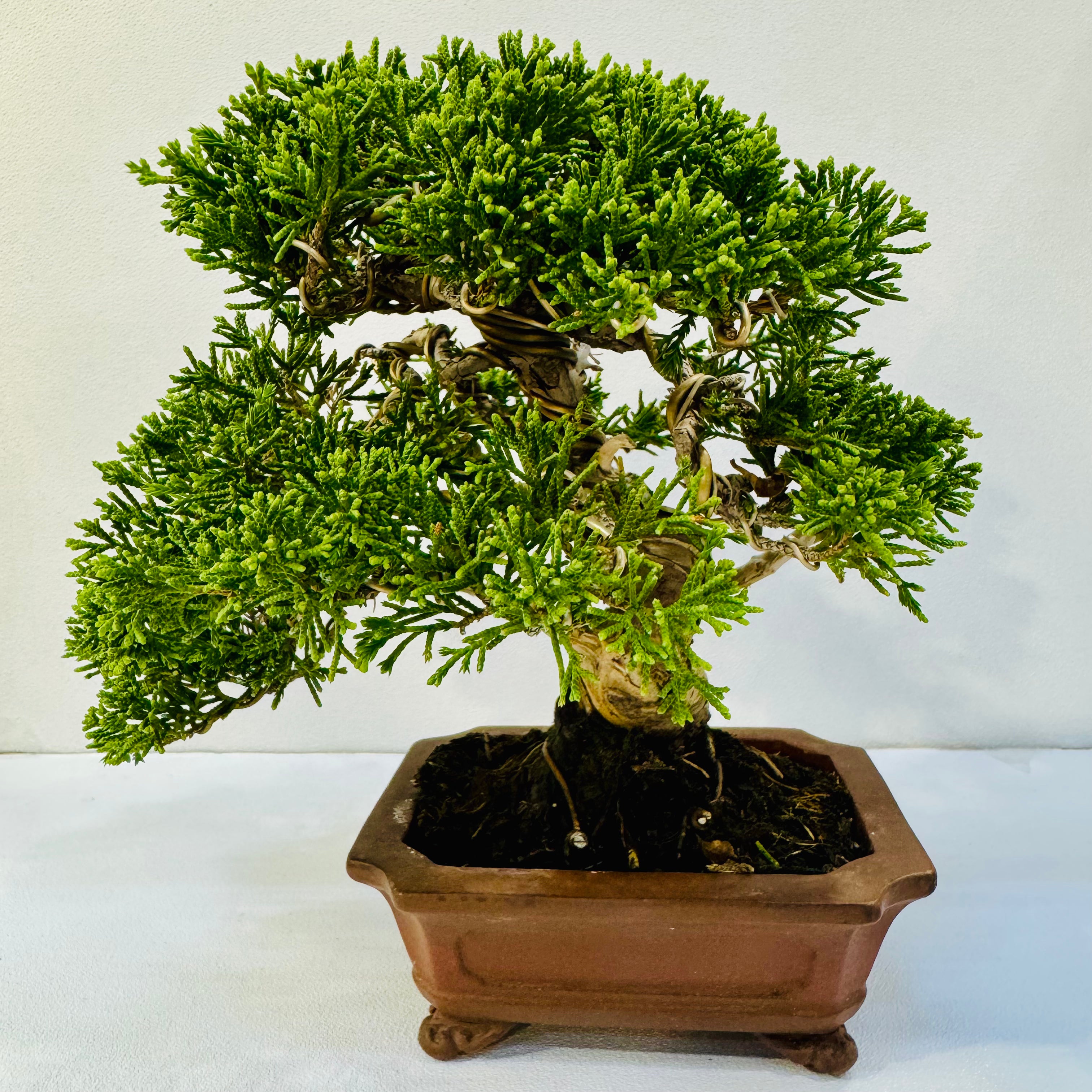 30-Year-Old Juniper Bonsai Tree – Museum-Quality Hand-Trained Living Art in Ceramic Pot