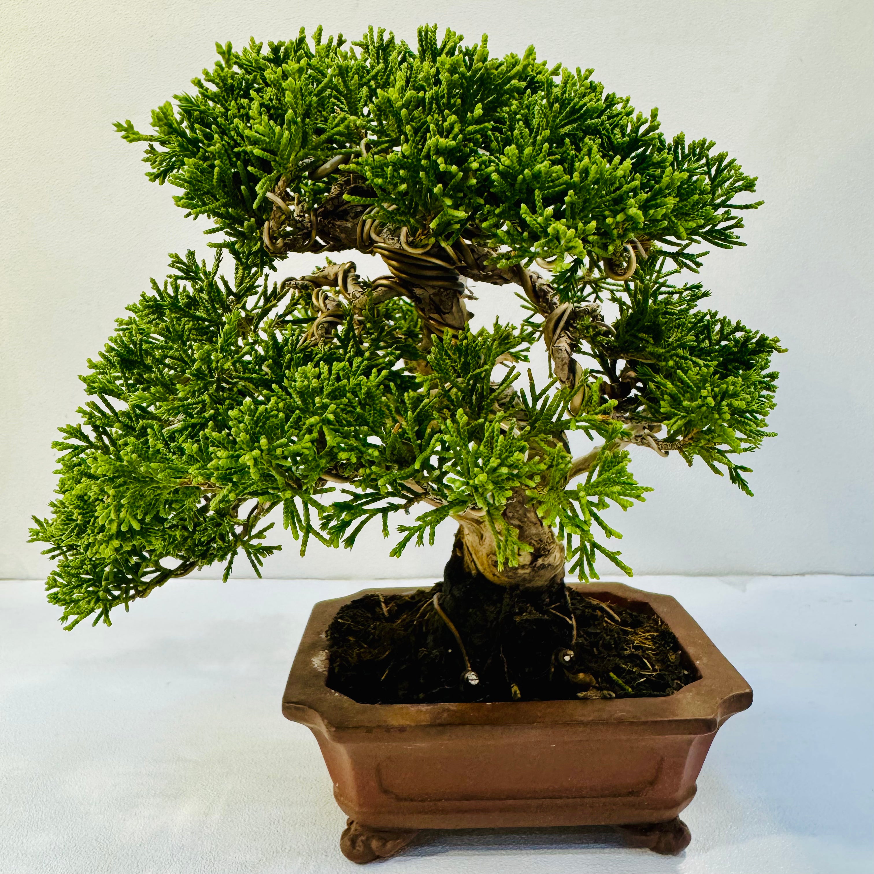 30-Year-Old Juniper Bonsai Tree – Museum-Quality Hand-Trained Living Art in Ceramic Pot