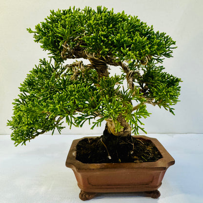 30-Year-Old Juniper Bonsai Tree – Museum-Quality Hand-Trained Living Art in Ceramic Pot