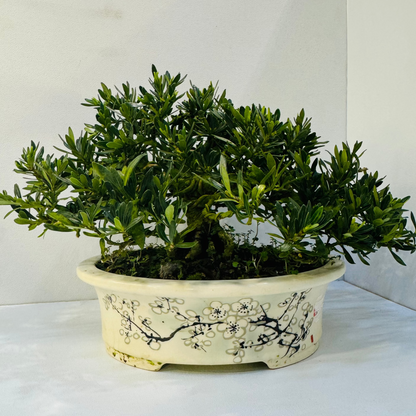20-Year Old Gardenia Bonsai Tree Fragrant Elegant &amp; Timeless Living Art