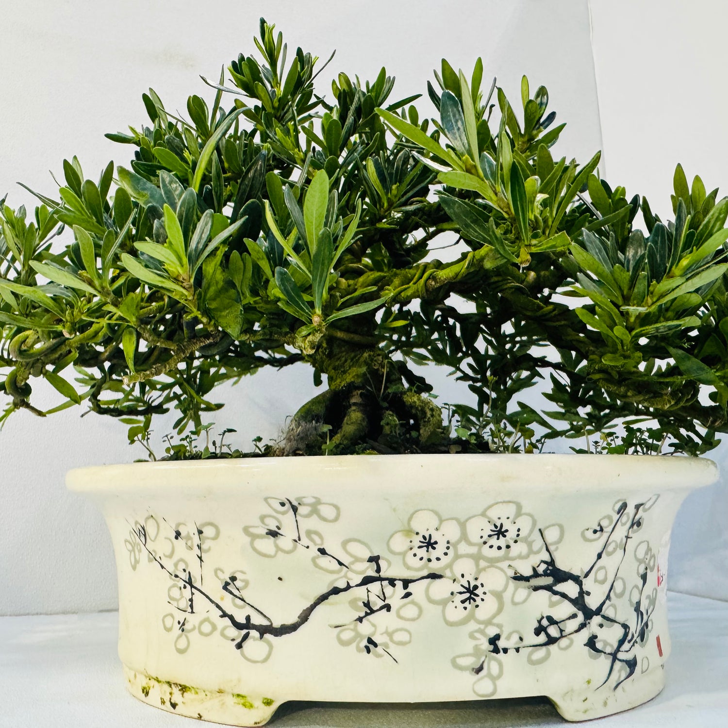 kaffeesatz als dünger für bonsai Bonsaidünger - Mineralischer NPK Flüssigdünger mit Stickstoff