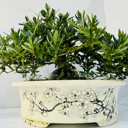 20-Year Old Gardenia Bonsai Tree Fragrant Elegant &amp; Timeless Living Art