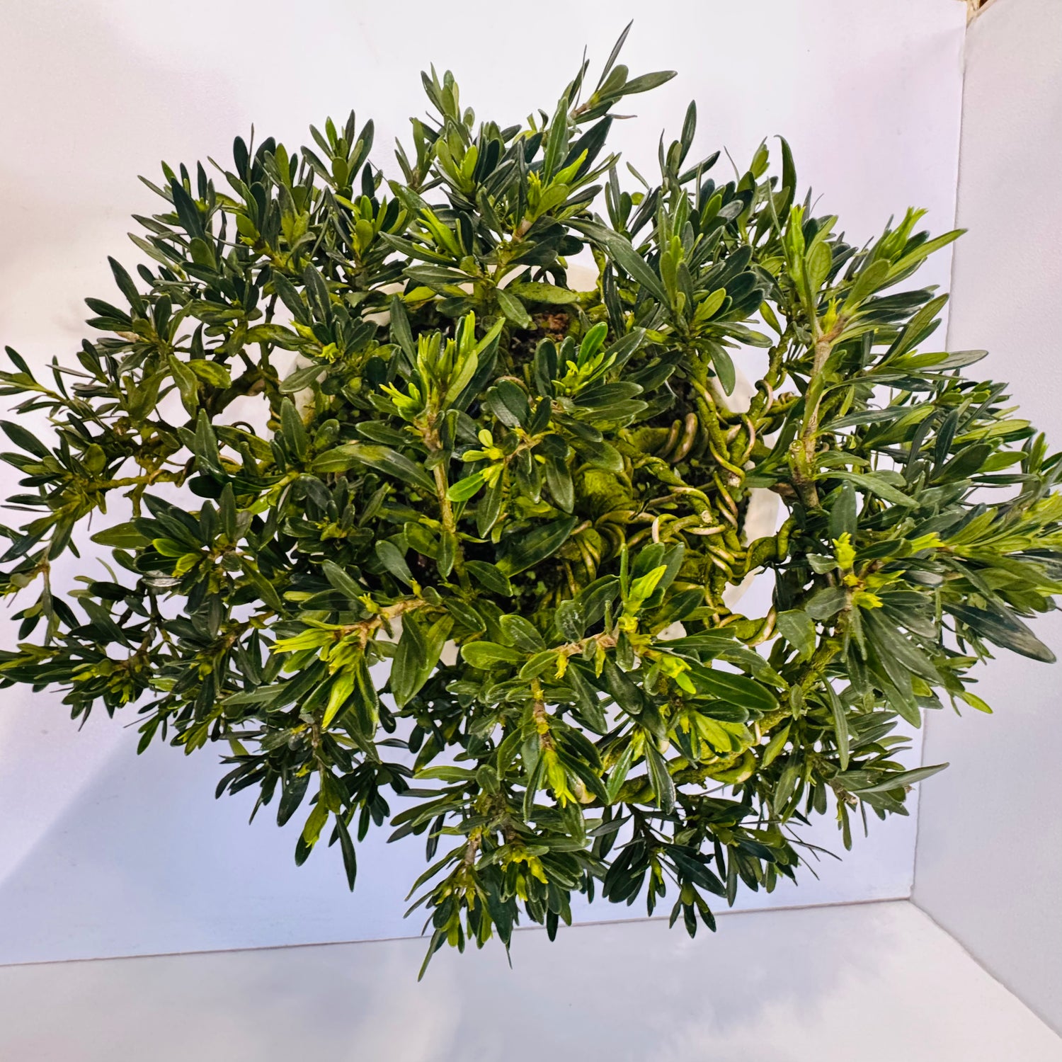 20-Year Old Gardenia Bonsai Tree Fragrant Elegant &amp; Timeless Living Art