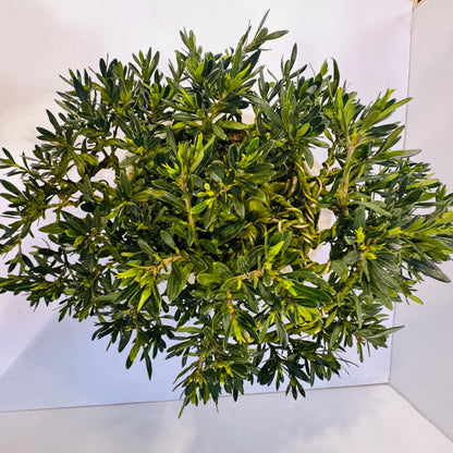 20-Year Old Gardenia Bonsai Tree Fragrant Elegant &amp; Timeless Living Art