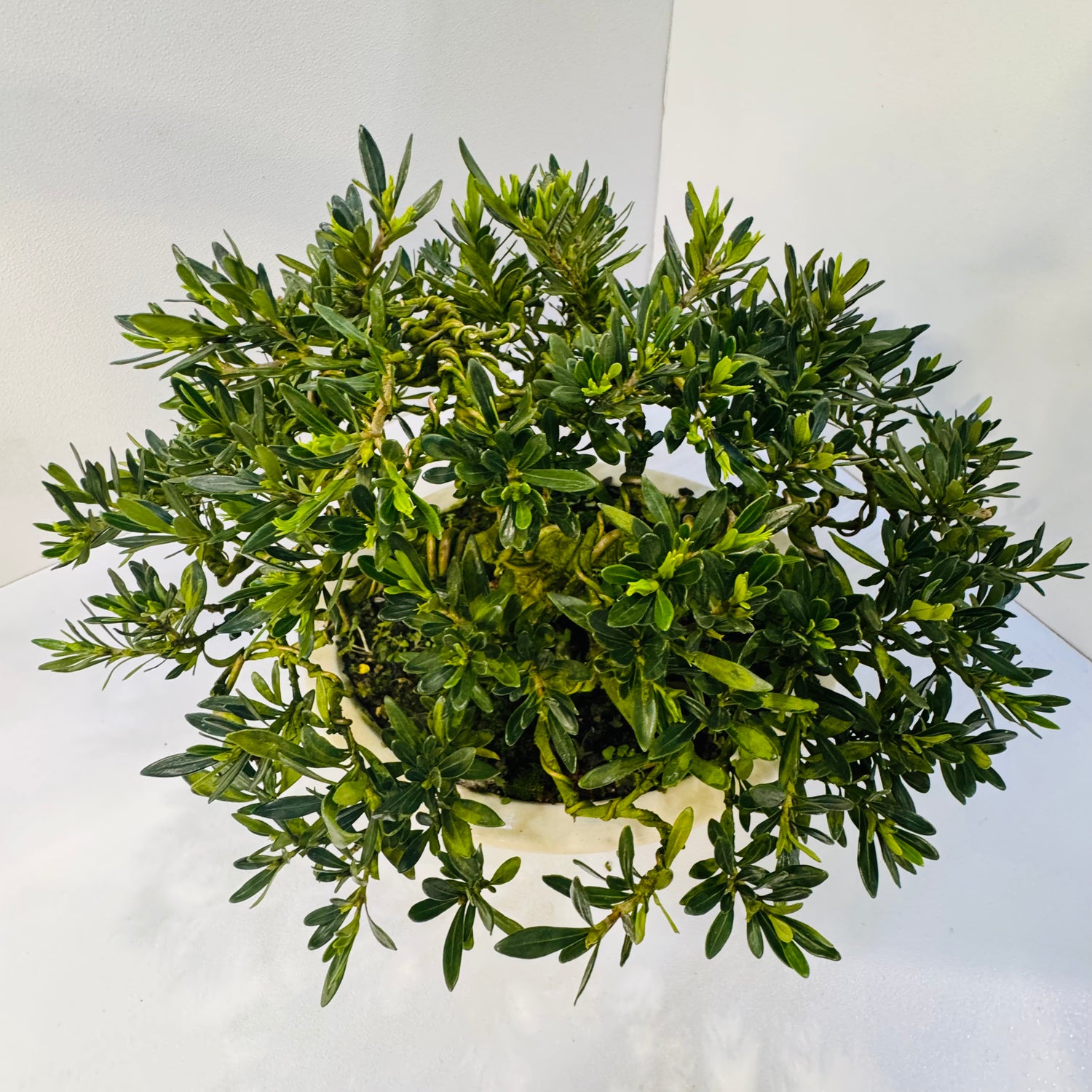 20-Year Old Gardenia Bonsai Tree Fragrant Elegant &amp; Timeless Living Art