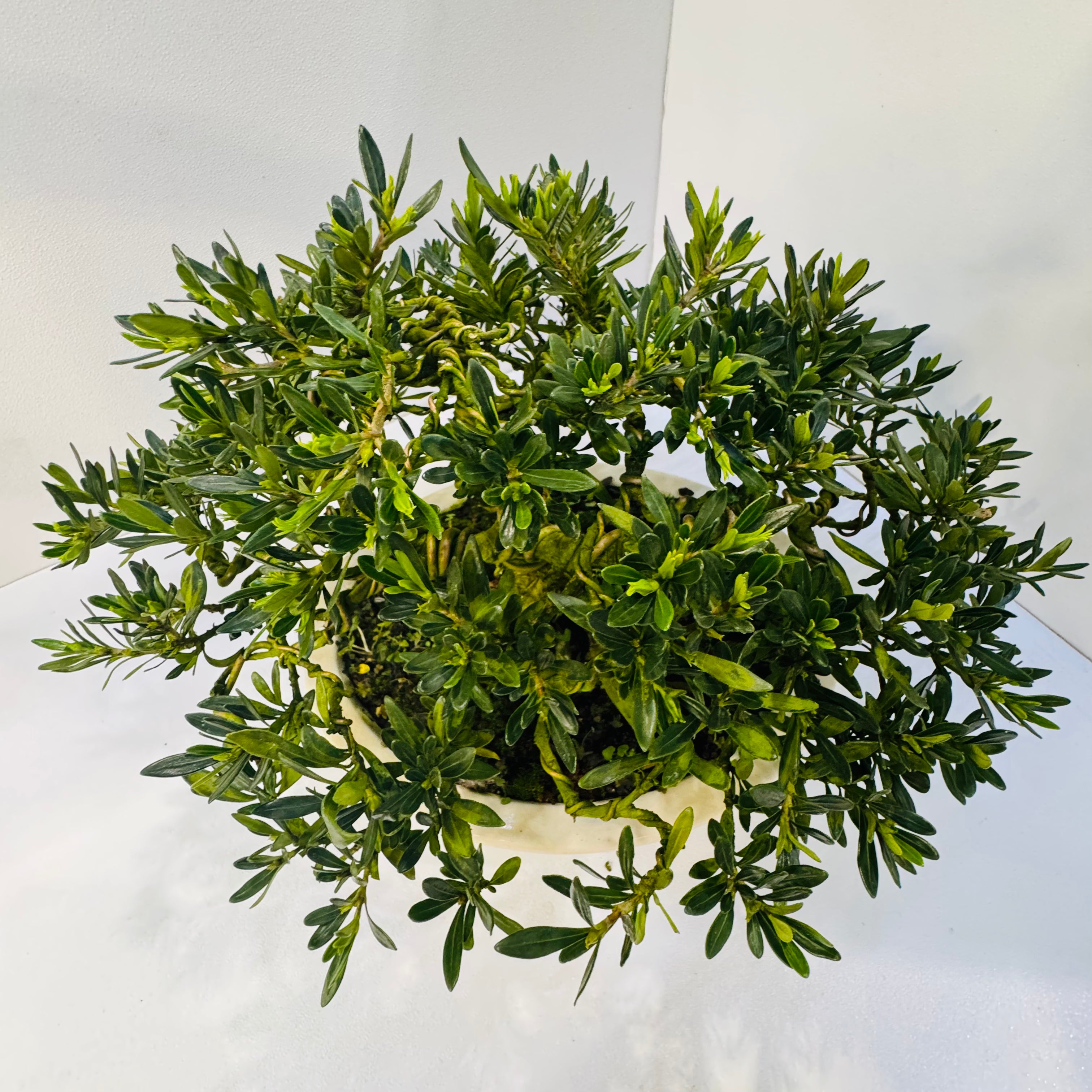 20-Year Old Gardenia Bonsai Tree Fragrant Elegant &amp; Timeless Living Art