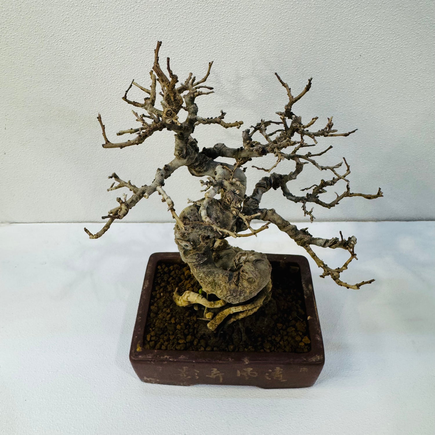 Chinese Quince Bonsai Tree – 8 Years OLD