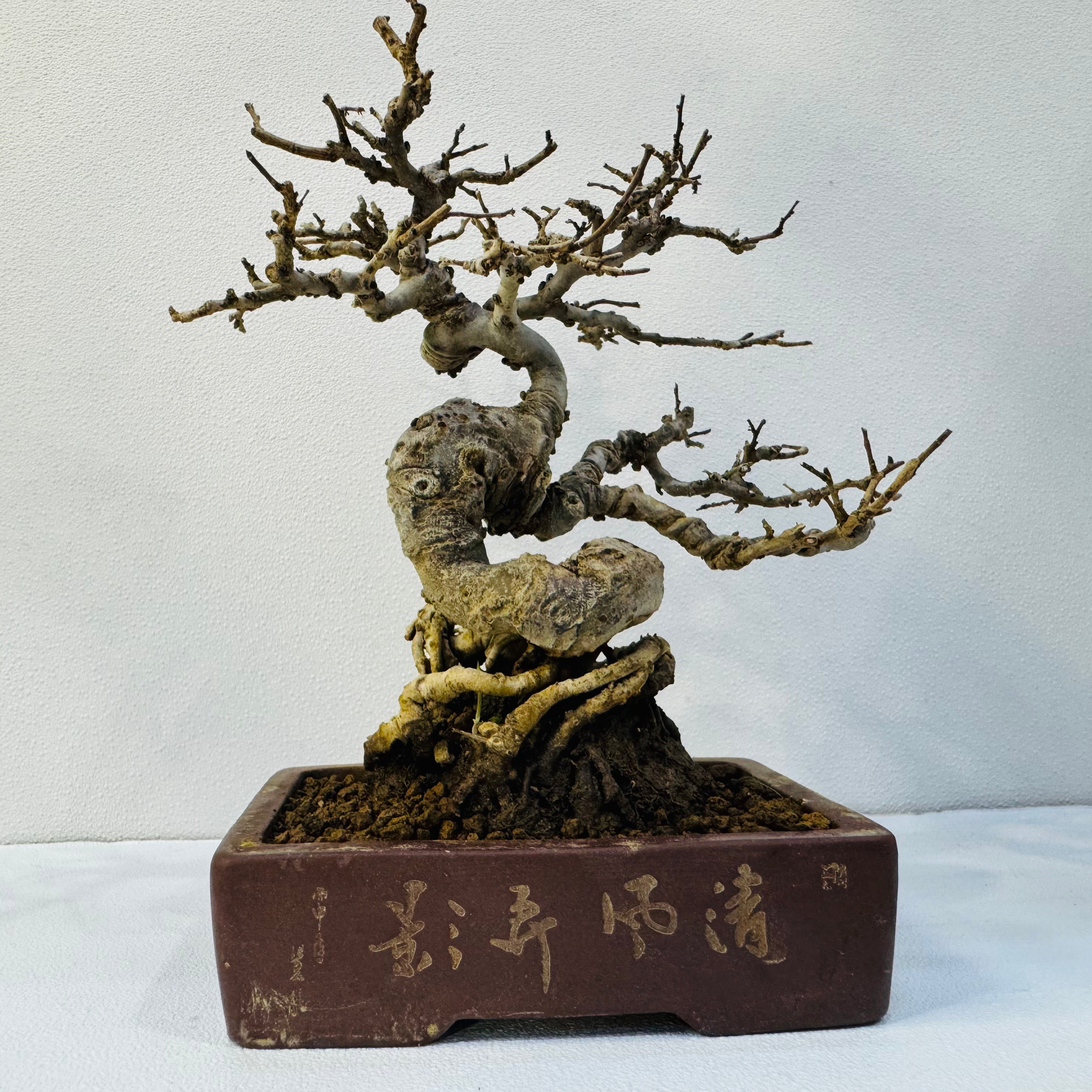 Chinese Quince Bonsai Tree – 8 Years OLD
