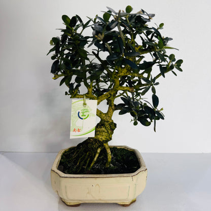 16-Year-Old Bonsai Tree – Mature Indoor Decorative Bonsai Plant