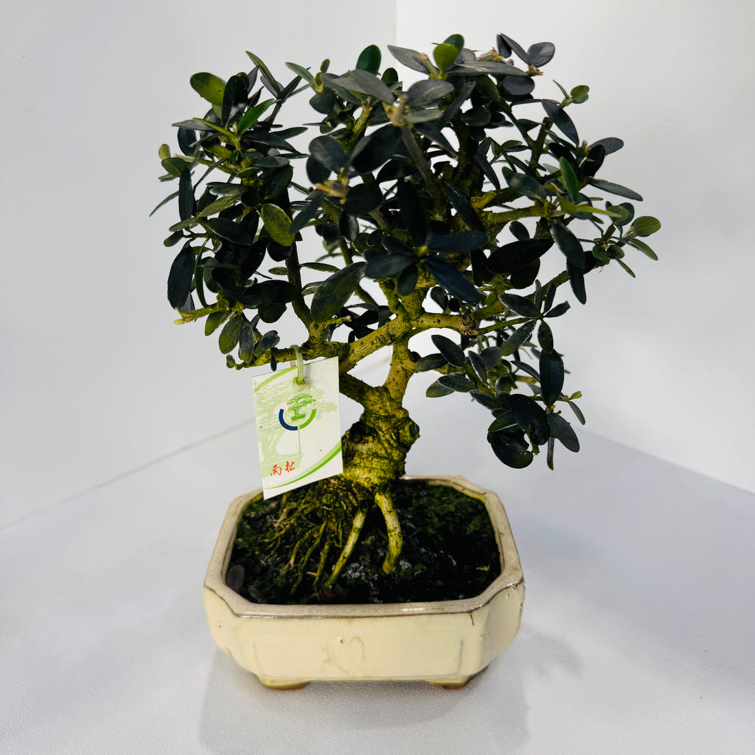 16-Year-Old Bonsai Tree – Mature Indoor Decorative Bonsai Plant