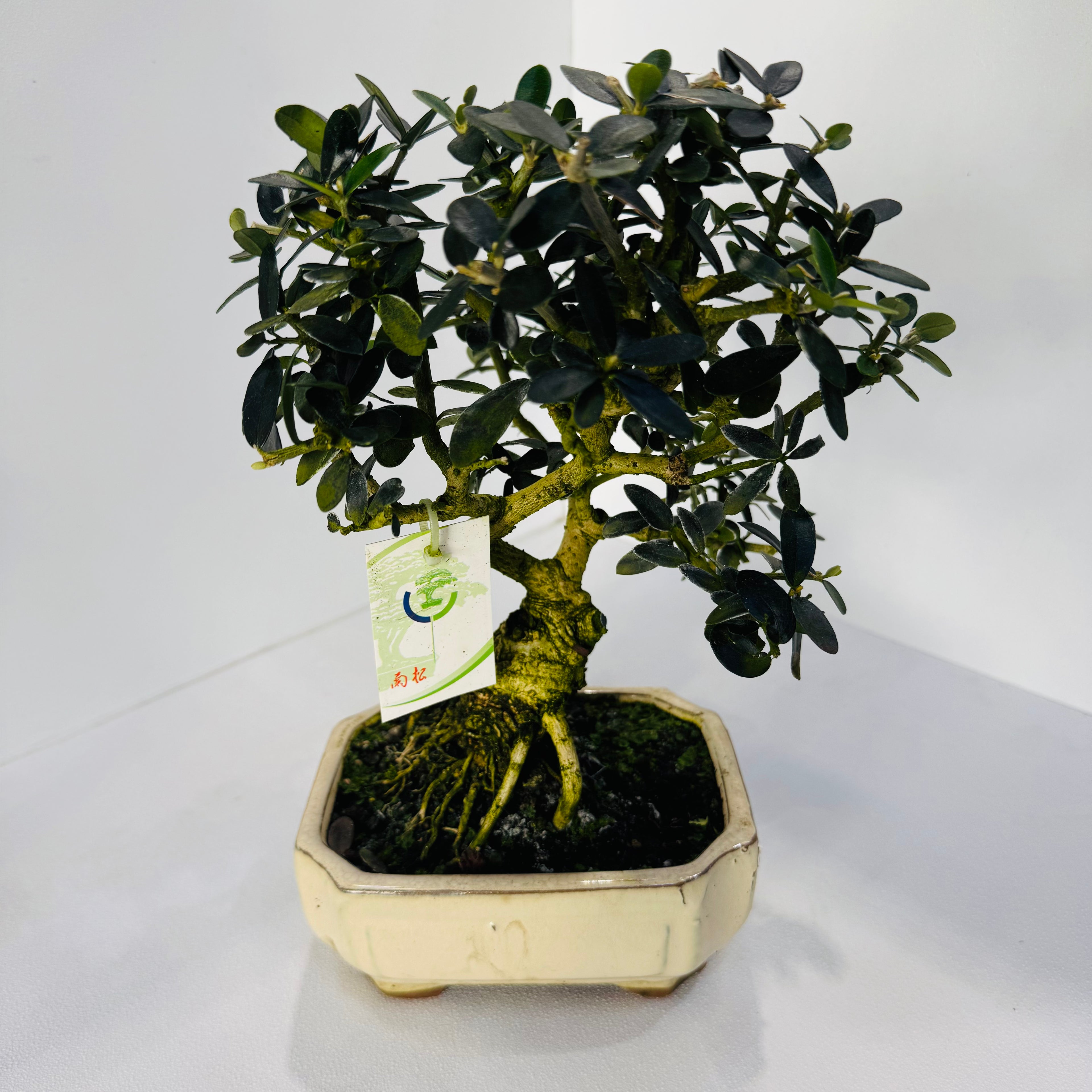 16-Year-Old Bonsai Tree – Mature Indoor Decorative Bonsai Plant