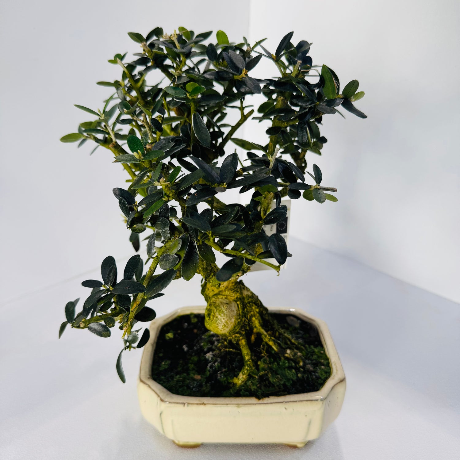 16-Year-Old Bonsai Tree – Mature Indoor Decorative Bonsai Plant
