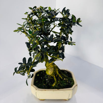 16-Year-Old Bonsai Tree – Mature Indoor Decorative Bonsai Plant