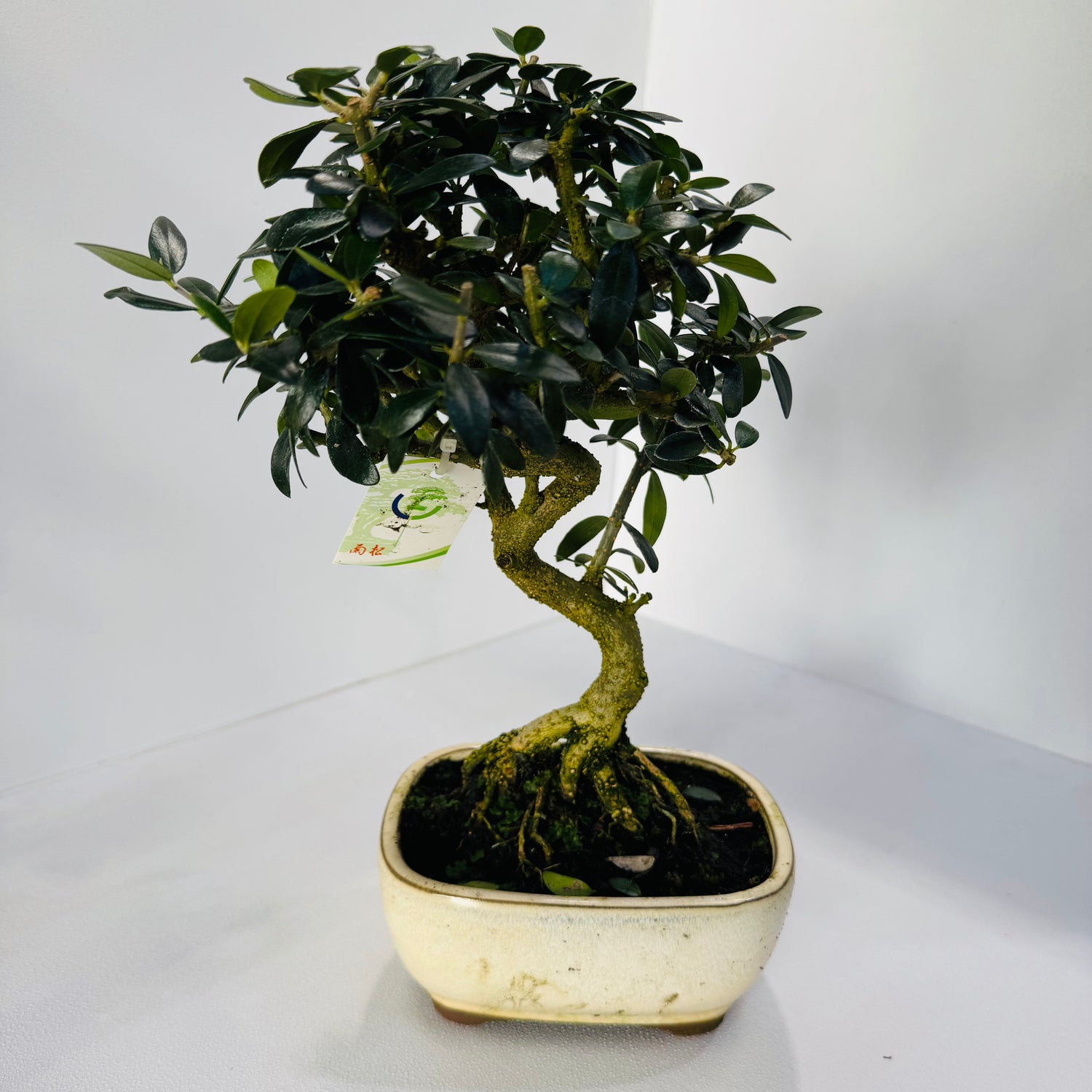 16-Year-Old Bonsai Tree – Mature Indoor Decorative Bonsai Plant