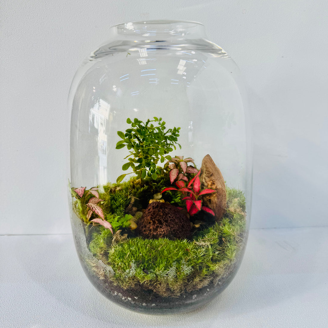 Dreamy Grove Terrarium Closed Terrarium Sustainable Living Gift Height: 25 cm Width: 17cm