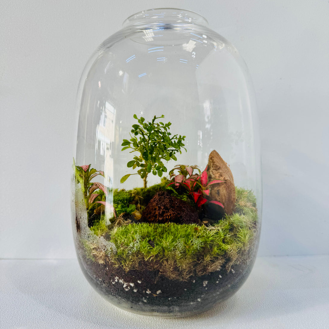 Dreamy Grove Terrarium Closed Terrarium Sustainable Living Gift Height: 25 cm Width: 17cm