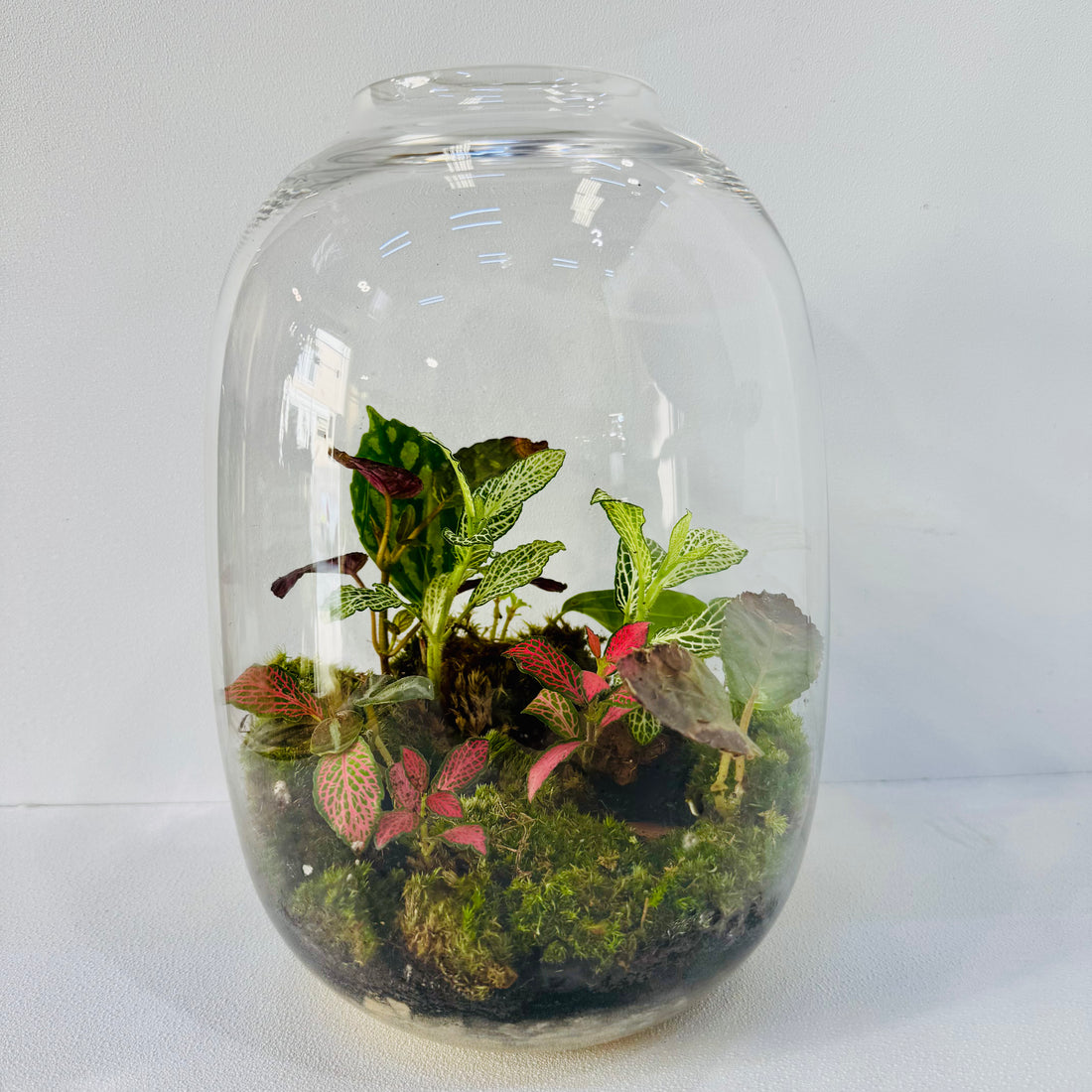 Grand Bottle  Terrarium Handcrafted Living Art with Tropical Plants &amp; Moss height 25 cm width 18cm