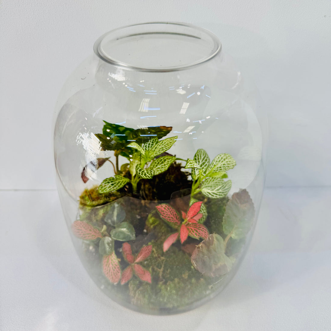 Grand Bottle  Terrarium Handcrafted Living Art with Tropical Plants &amp; Moss height 25 cm width 18cm