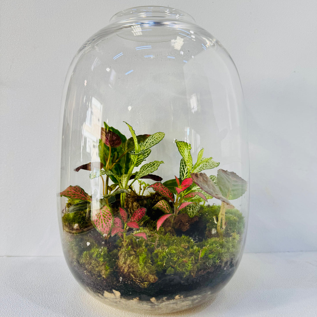 Terrarium Creations Inspired By Calm of Nature Hieght: 29cm Width:  18cm
