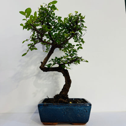 Elm Bonsai Tree Very Easy To Maintain – 8 Years Old  Hieght 28cm