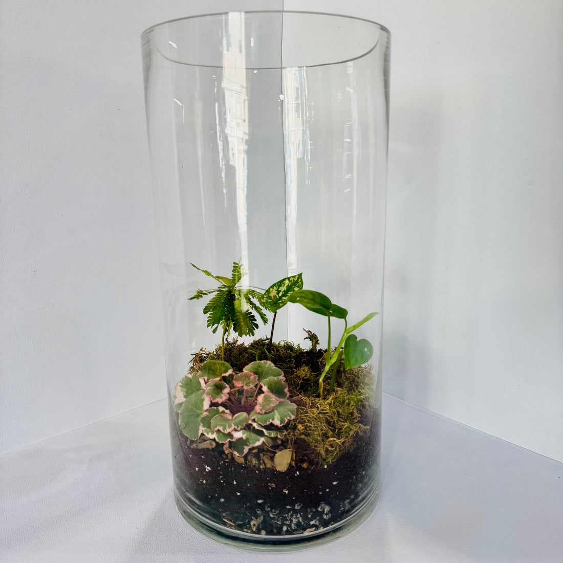 Tall Glass Terrarium Red &amp; Green Harmony Indoor Plant Decor Hieght : 40cm Width : 20cm