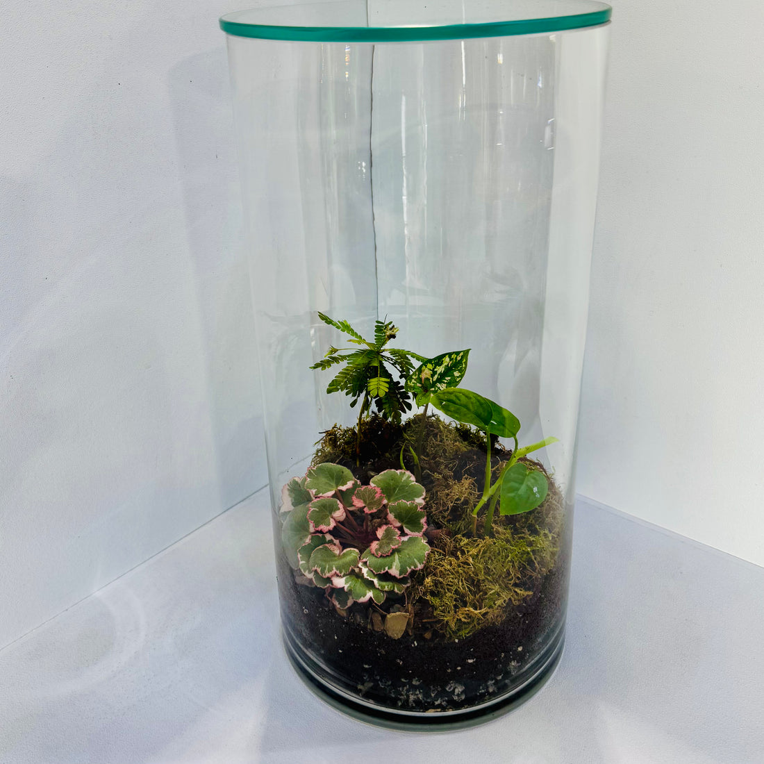 Tall Glass Terrarium Red &amp; Green Harmony Indoor Plant Decor Hieght : 40cm Width : 20cm