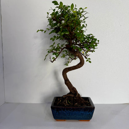 Elm Bonsai Tree Very Easy To Maintain – 8 Years Old  Hieght 28cm