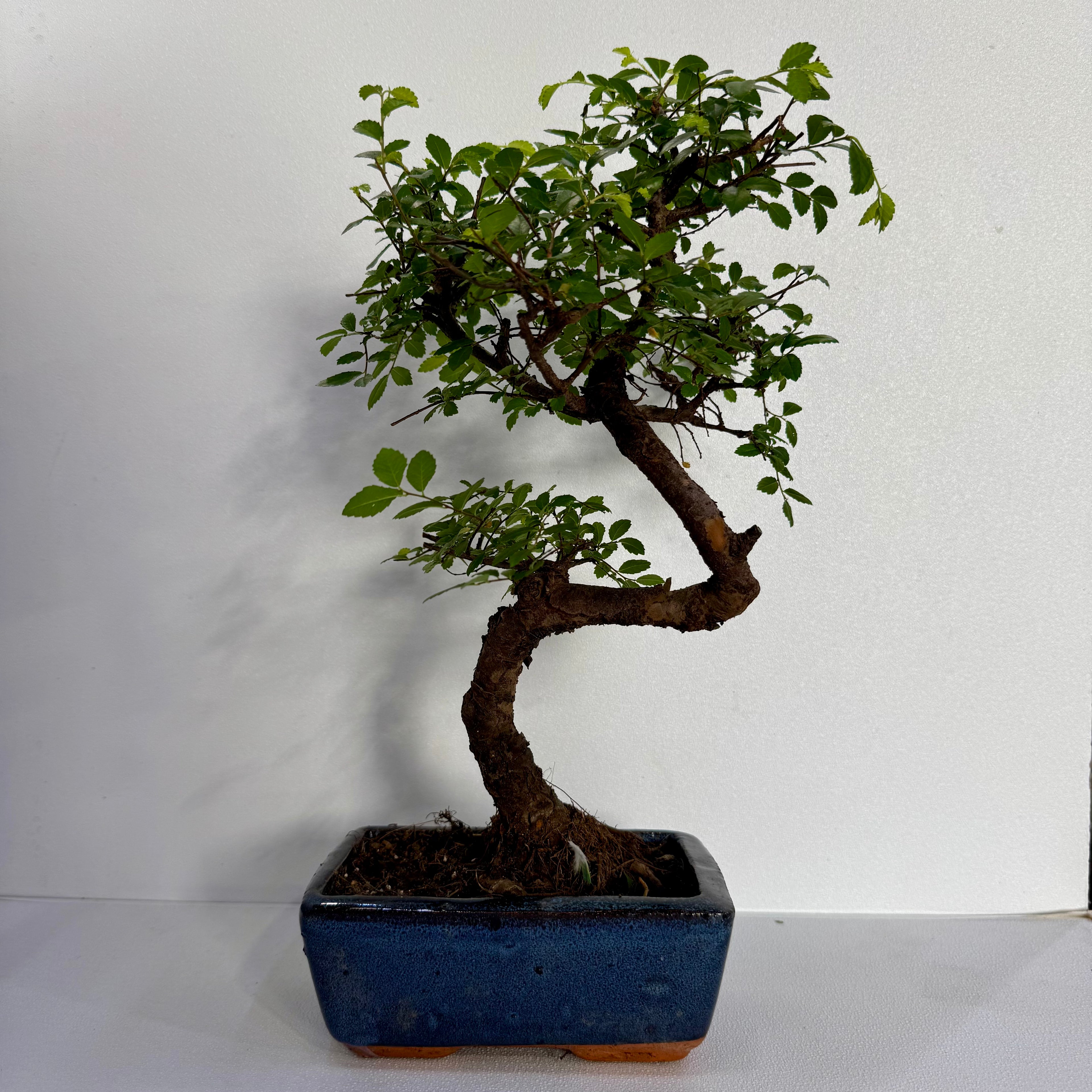 Elm Bonsai Tree Very Easy To Maintain – 8 Years Old  Hieght 28cm