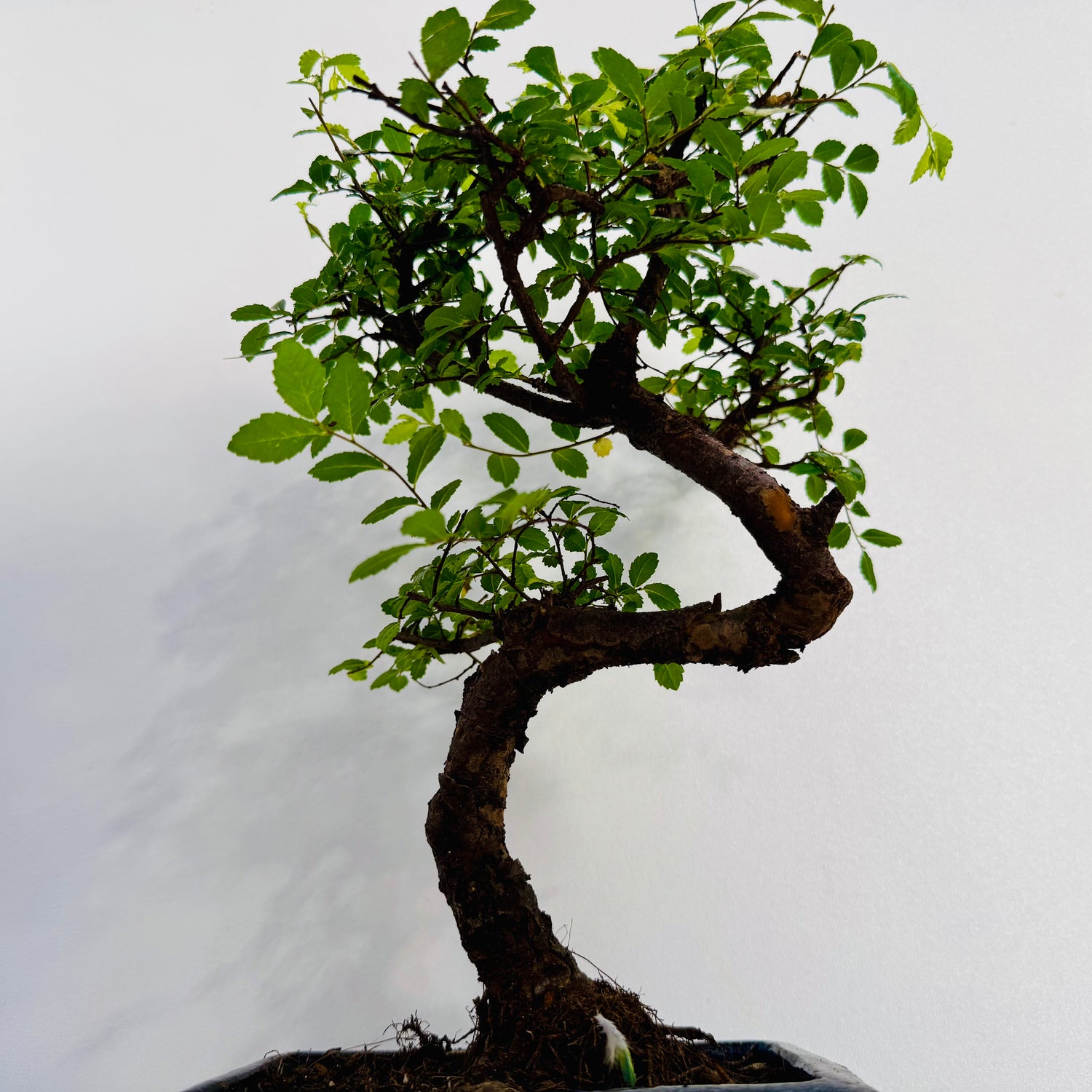 Elm Bonsai Tree Very Easy To Maintain – 8 Years Old  Hieght 28cm