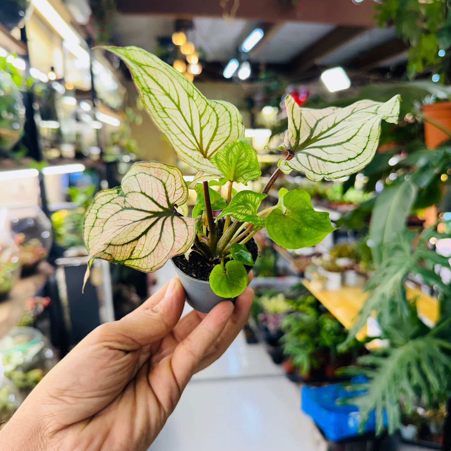 Caladium Plant – Vibrant Foliage for Stunning Indoor   10*7cm