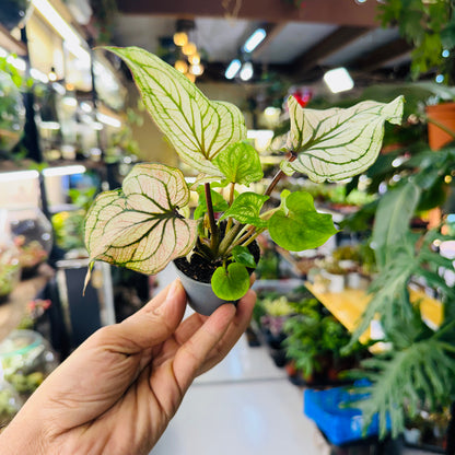 Caladium Plant – Vibrant Foliage for Stunning Indoor   10*7cm