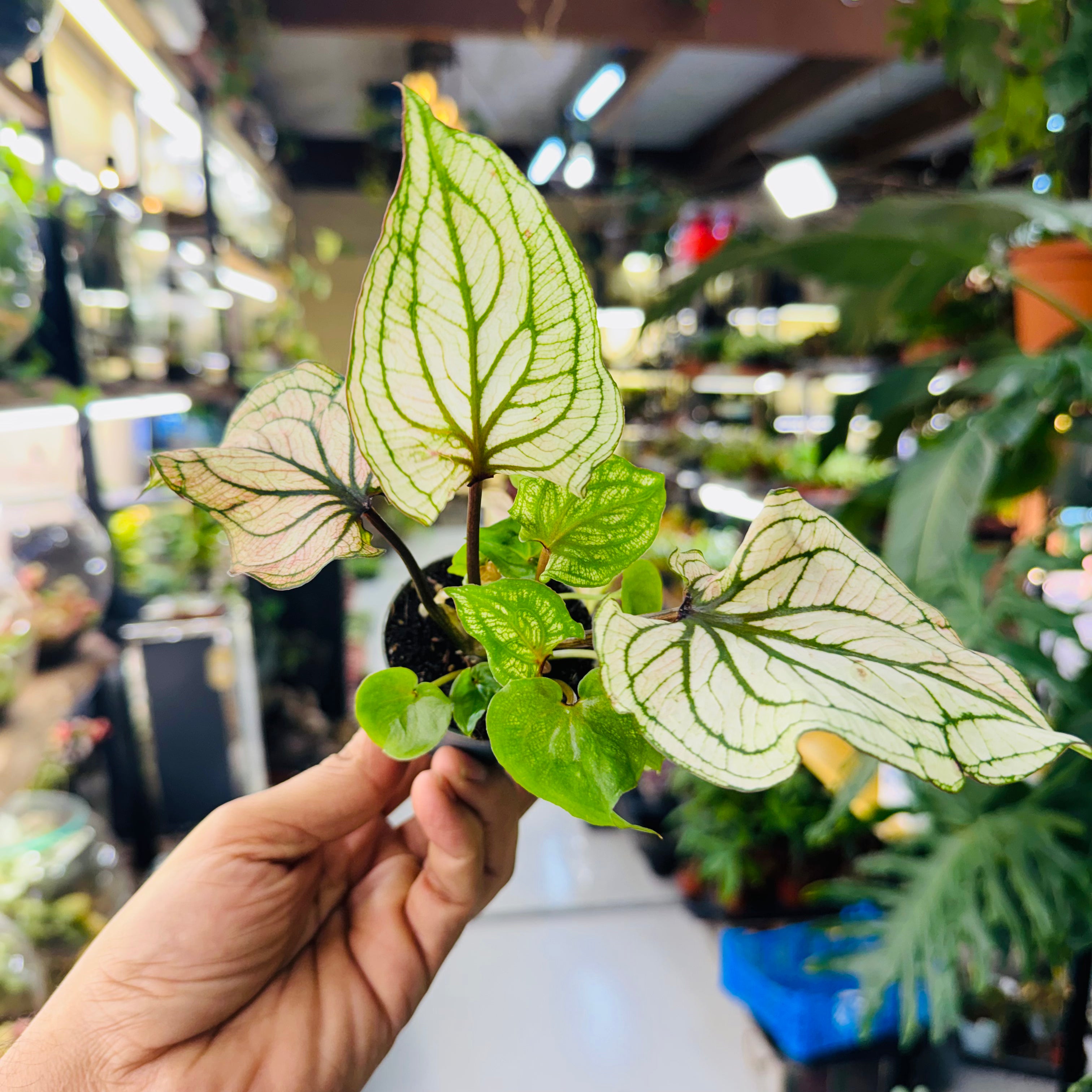 Caladium Plant – Vibrant Foliage for Stunning Indoor   10*7cm