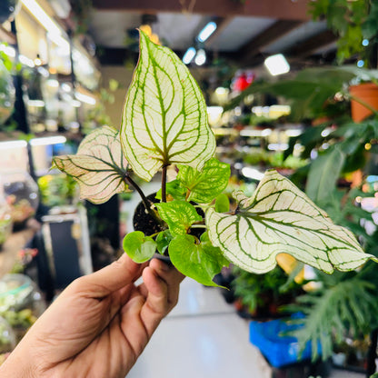 Caladium Plant – Vibrant Foliage for Stunning Indoor   10*7cm