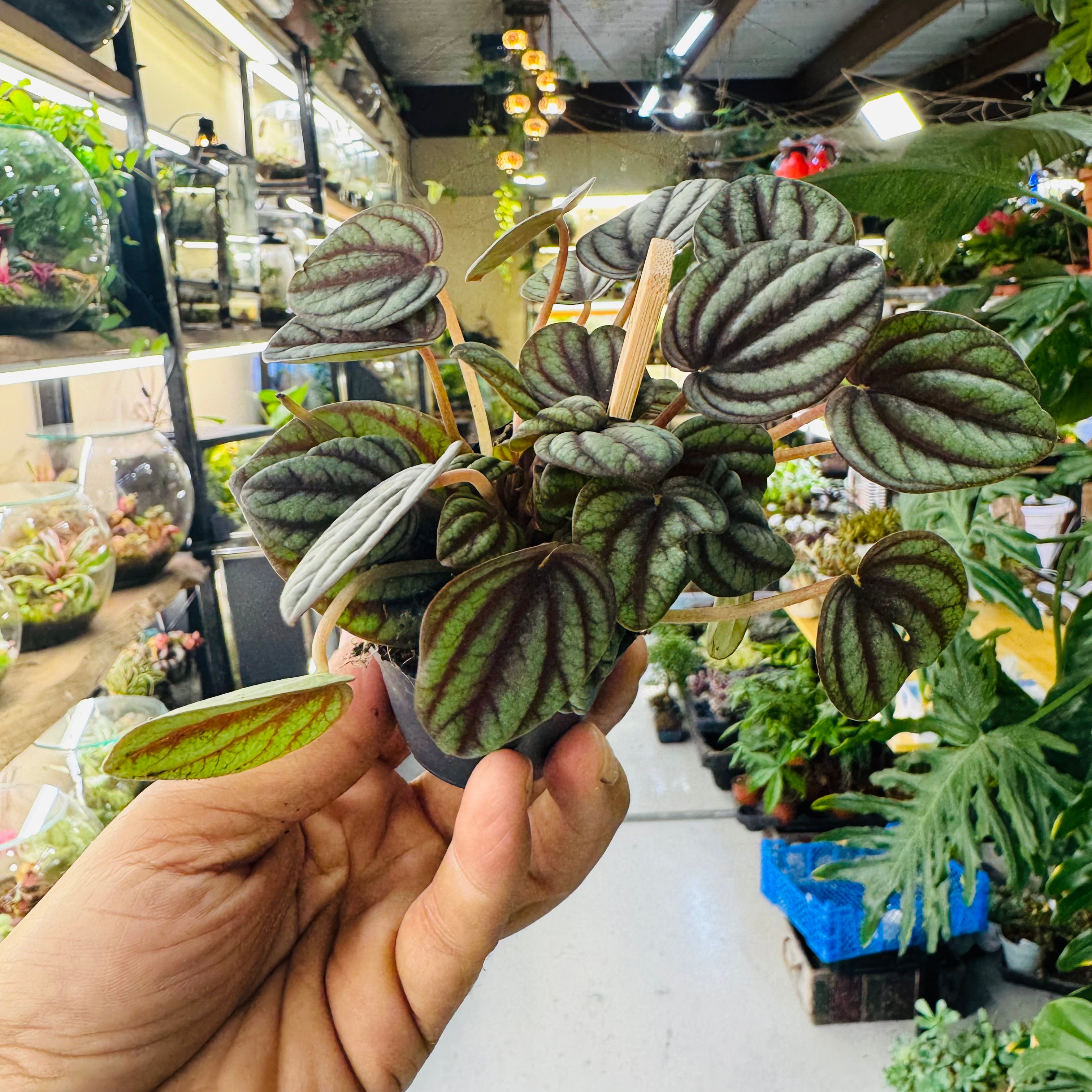 Peperomia Watermelon Leaves  Plant – Unique Striped Leaves for Stylish Indoor Décor