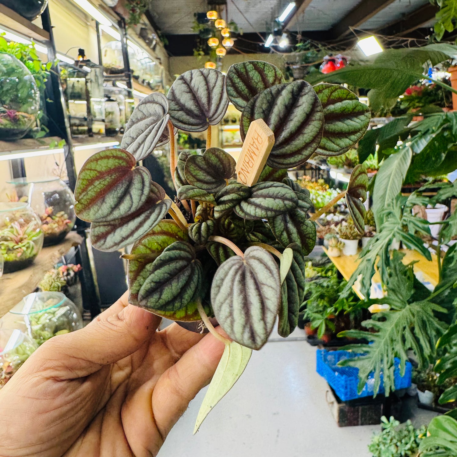 Peperomia Watermelon Leaves  Plant – Unique Striped Leaves for Stylish Indoor Décor