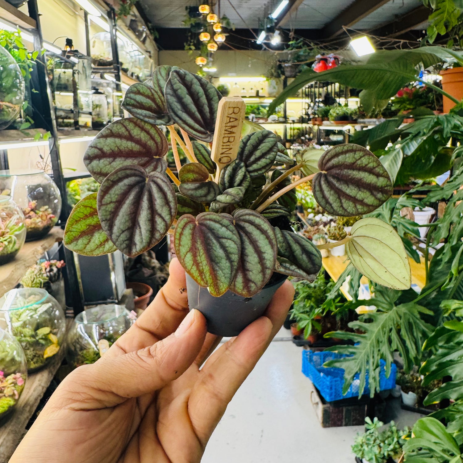 Peperomia Watermelon Leaves  Plant – Unique Striped Leaves for Stylish Indoor Décor