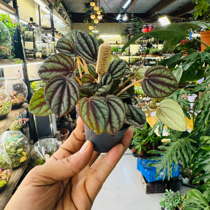 Peperomia Watermelon Leaves  Plant – Unique Striped Leaves for Stylish Indoor Décor