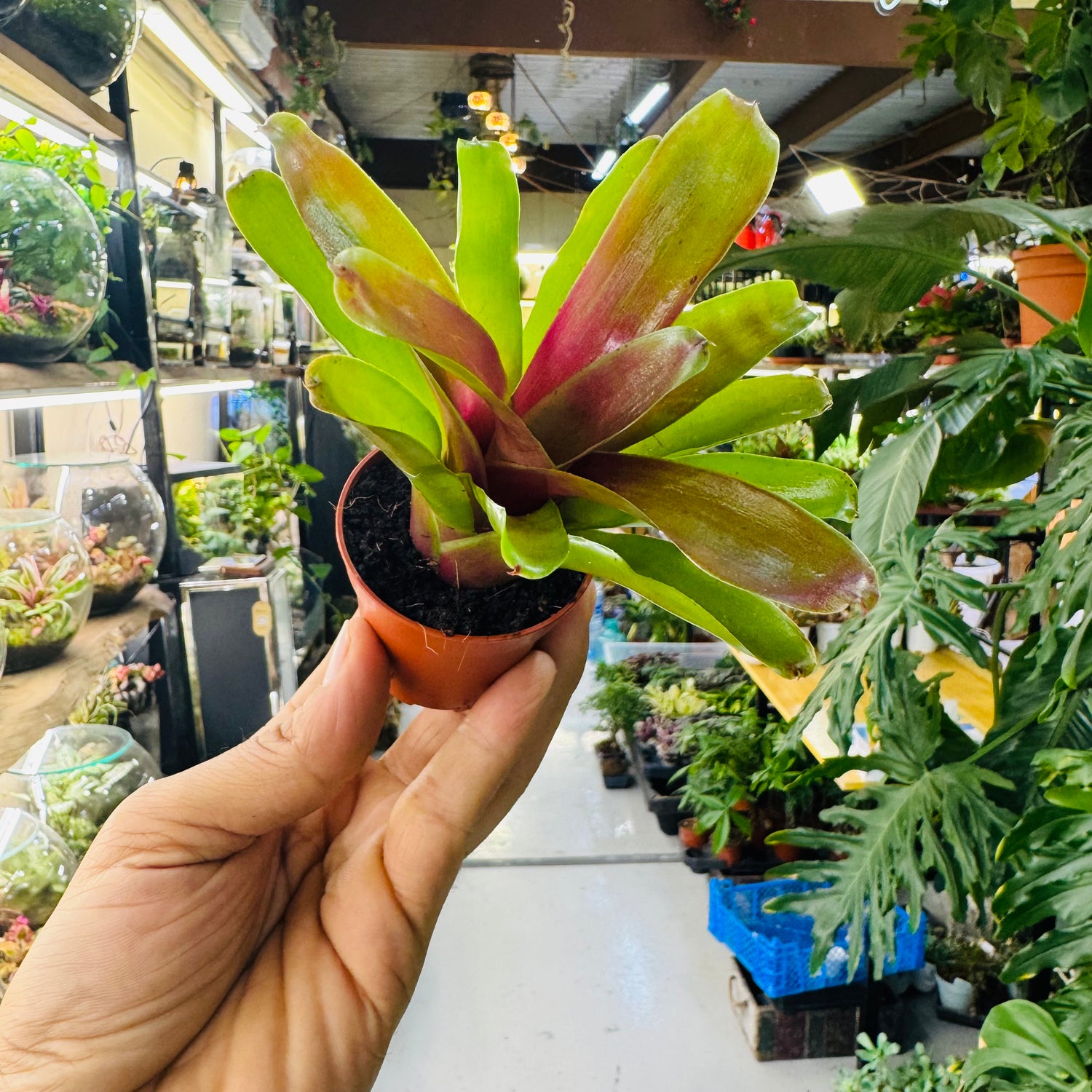 Bromeliad Plant – Striking Green &amp; Red Foliage for Vibrant Indoor Spaces