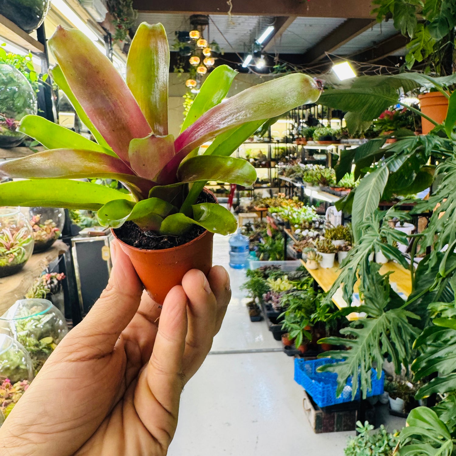 Bromeliad Plant – Striking Green &amp; Red Foliage for Vibrant Indoor Spaces