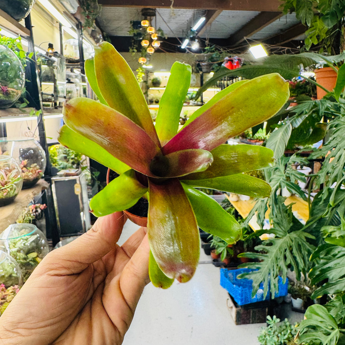 Bromeliad Plant – Striking Green &amp; Red Foliage for Vibrant Indoor Spaces