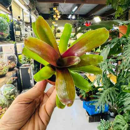 Bromeliad Plant – Striking Green &amp; Red Foliage for Vibrant Indoor Spaces